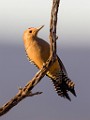 Gila Woodpecker  Gila Woodpecker : Gila Woodpecker