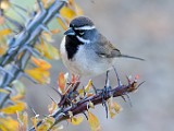 Black-throated Sparrow  Black-throated Sparrow : Black-throated Sparrow