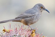 Curve-billed Trasher  Curve-billed Trasher : Curve-billed Trasher