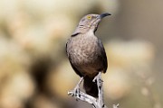 Curve-billed Trasher  Curve-billed Trasher : Curve-billed Trasher