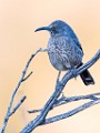 Curve-billed Trasher  Curve-billed Trasher : Curve-billed Trasher
