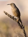 Curve-billed Trasher  Curve-billed Trasher : Curve-billed Trasher