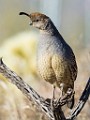 Gambel's Quail  Gambel's Quail : Gambel's Quail