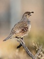 Gambel's Quail  Gambel's Quail : Gambel's Quail
