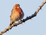 House Finch  House Finch : House Finch