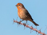 House Finch  House Finch : House Finch