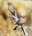House Finch  House Finch : House Finch