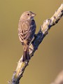 House Finch -  Feamale  House Finch : House Finch