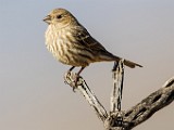 House Finch -  Feamale  House Finch -  Feamale : House Finch - Feamale