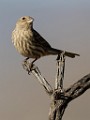 House Finch -  Feamale  House Finch -  Feamale : House Finch - Feamale
