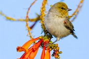 Verdin  Verdin : Verdin