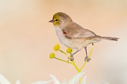 Verdin  Verdin : Verdin