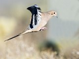 White-wiinged Dove  White-wiinged Dove : White-wiinged Dove