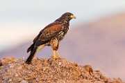 Harris's Hawk  Harris's Hawk : Harris's Hawk
