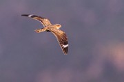 Lesser Nighthawk  Lesser Nighthawk : Lesser Nighthawk