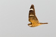 Lesser Nighthawk  Lesser Nighthawk : Lesser Nighthawk, hawk