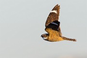 Lesser Nighthawk  Lesser Nighthawk : Lesser Nighthawk