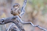 Lesser Nighthawk  Lesser Nighthawk : Lesser Nighthawk