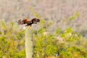 Harris's Hawk  Harris's Hawk : Harris's Hawk
