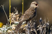 Cactus Wren  Cactus Wren : Catctus Wren