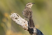 Cactus Wren  Cactus Wren : Catctus Wren