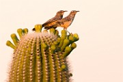 Cactus Wren  Cactus Wren : Cactus Wren