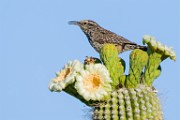 Cactus Wren  Cactus Wren : Catctus Wren