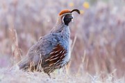 Gambel's Quail  Gambel's Quail : Gambel's Quail