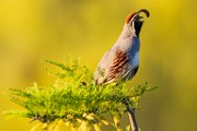 Gambel's Quail  Gambel's Quail : Gambel's Quail