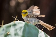 Verdin  Verdin : Verdin