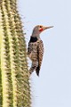 Gilded Flicker  Gilded Flicker : Gilded Flicker
