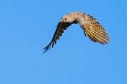 Northern Flicker  Northern Flicker : Northern Flicker