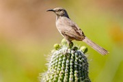 Curve-billed Thrasher  Curve-billed Thrasher : Curve-billed Thrasher