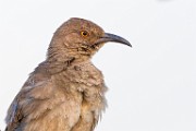 Curve-billed Thrasher  Curve-billed Thrasher : Curve-billed Thrasher