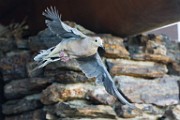 White-winged Dove  White-winged Dove : White-winged Dove