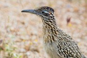 Greater Roadrunner  Greater Roadrunner : Greater Roadrunner