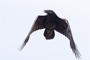 American Crow  American Crow : American Crow