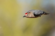 Birds of Southwest, Nov 2024