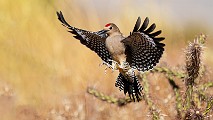 Southwest desert birds  Gila Woodpecker : Gila Woodpecker
