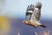 Southwest desert birds  Gila Woodpecker : Gila Woodpecker