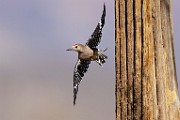 Southwest desert birds  Gila Woodpecker : Gila Woodpecker