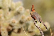 Southwest desert birds  Northern Cardinal - Female : Northern Cardinal - Female