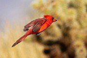 Southwest Birds 23  Northern Cardinal - Male : Northern Cardinal - Male