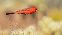 Southwest desert birds  Northern Cardinal - Male : Northern Cardinal - Male