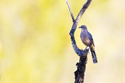 Southwest desert birds  Curve-billed Thrasher : Curve-billed Thrasher
