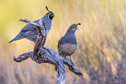 Southwest desert birds  Gambel's Quail : Gambel's Quail