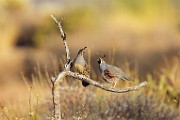 Southwest desert birds  Gambel's Quail : Gambel's Quail