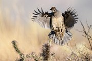 Southwest desert birds  Gambel's Quail : Gambel's Quail