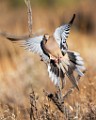 Southwest desert birds  White-winged Dove : White-winged Dove