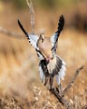 Southwest desert birds  White-winged Dove : White-winged Dove